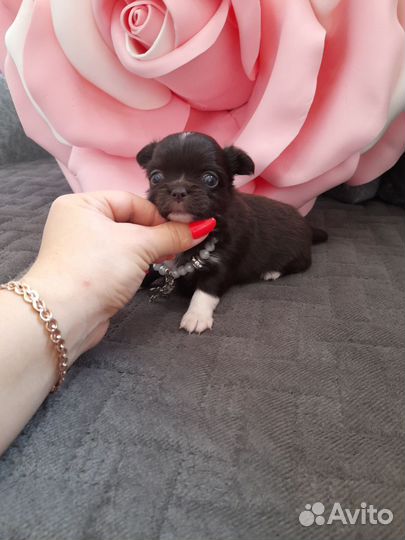 Чихуашечки