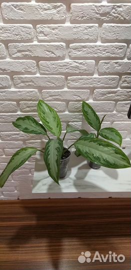 Аглаонема сильвер бей