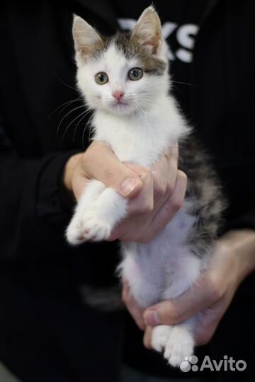Котята девочки в добрые руки
