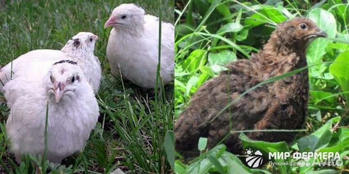 Перепела разного возраста