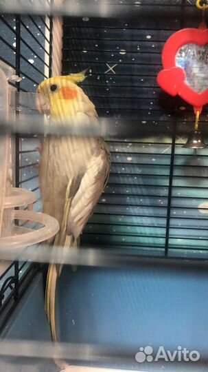 Попугай Корелла с клеткой