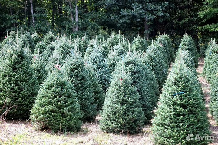 Пихты из ес