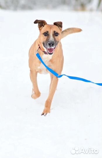 Собачка ищет дом