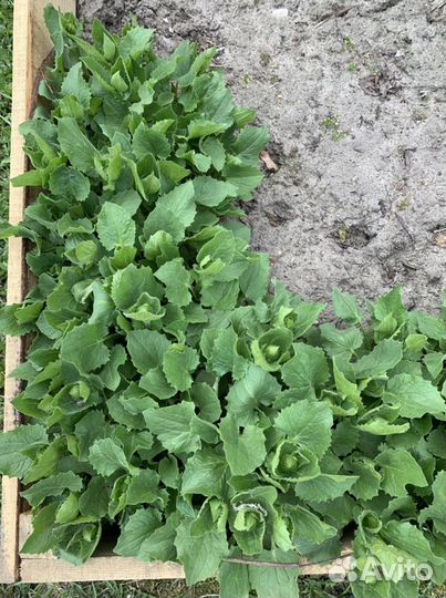 Девясил садовый