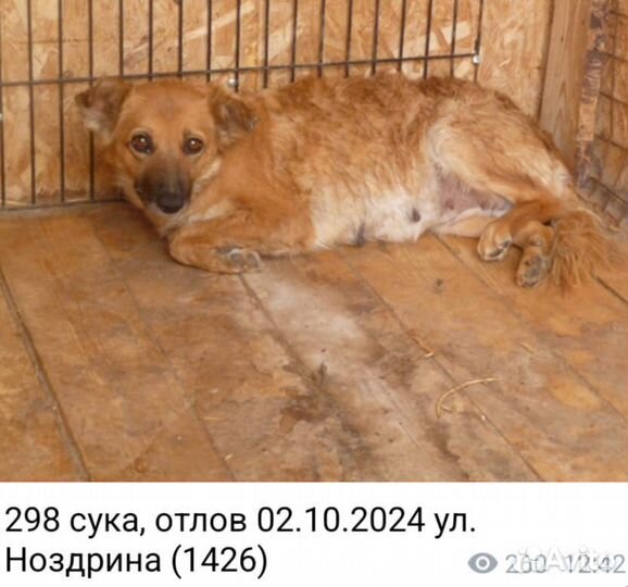 Собака в добрые руки