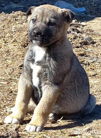 Щенки бесплатно