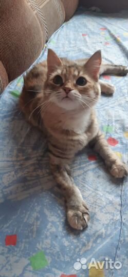 Молодая кошечка в добрые руки