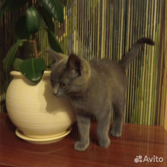 Котята в добрые руки бесплатно мальчик