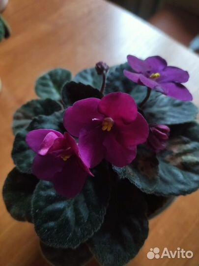 Сортовые фиалки, декор интерьера, подарок
