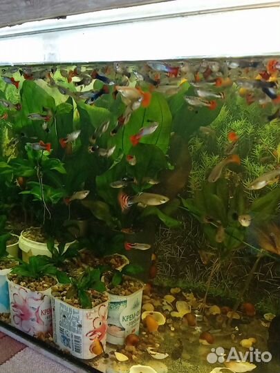 Аквариумные растения