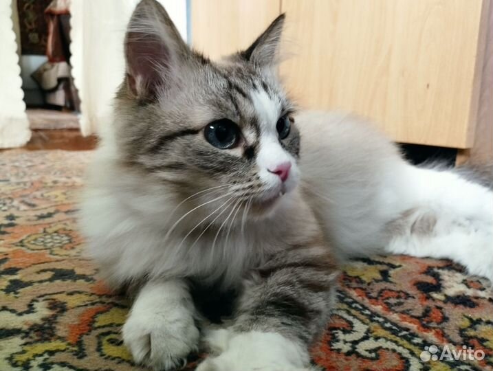 Кот бесплатно