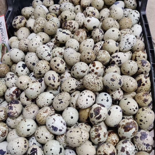 Яйца перепелиные инкубационное