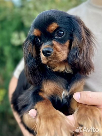 Кавалер кинг чарльз