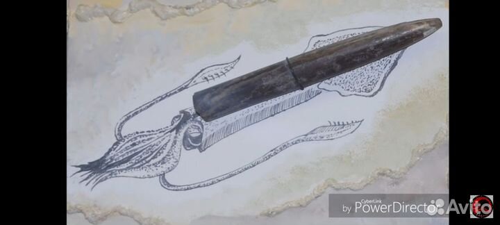 Окаменелости и Белемниты (Кальмары), Аммониты