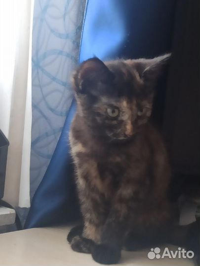 Кошка в дар