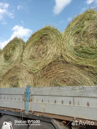 Сено луговое 2024года