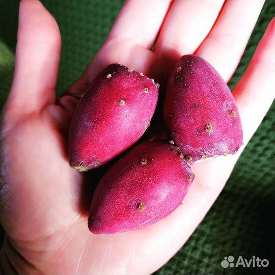 Семена опунции