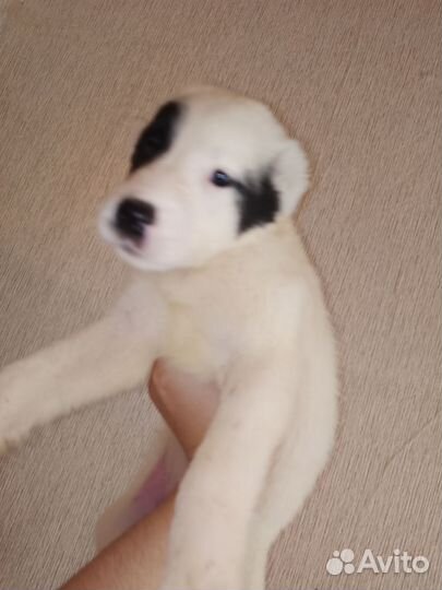 Среднеазиатская овчарка алабай щенки