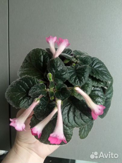 Минисиннингия