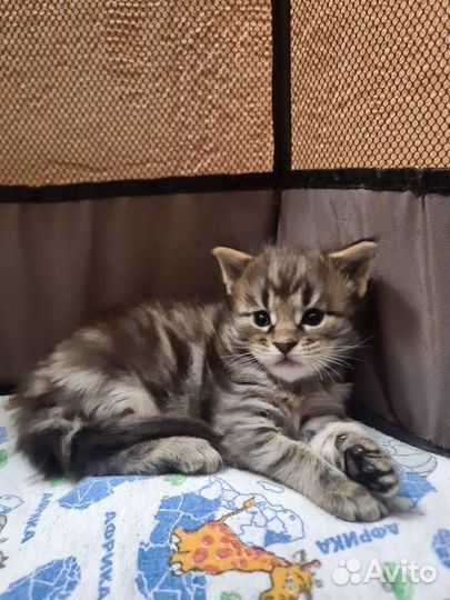 Очаровательный мальчик мей кун. Питомник