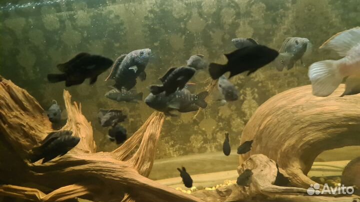 Цихлиды, сомы