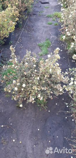 Лапчатка кустарниковая в ассортименте