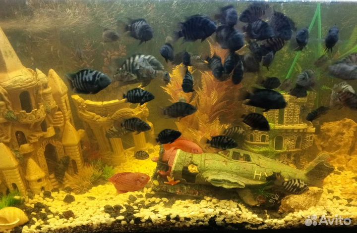 Цихлиды чернополосые 100 шт