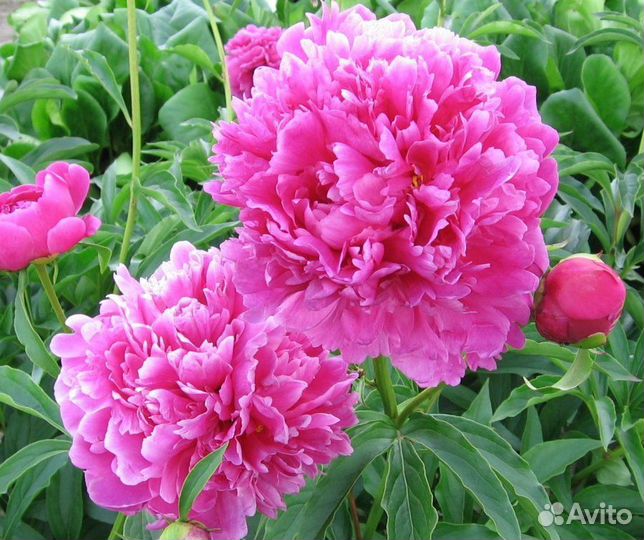 Флокс, пион