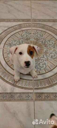 Джек Рассел терьер