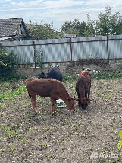 Бычок и телка