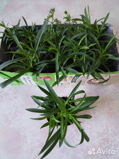 Гвоздика ампельная