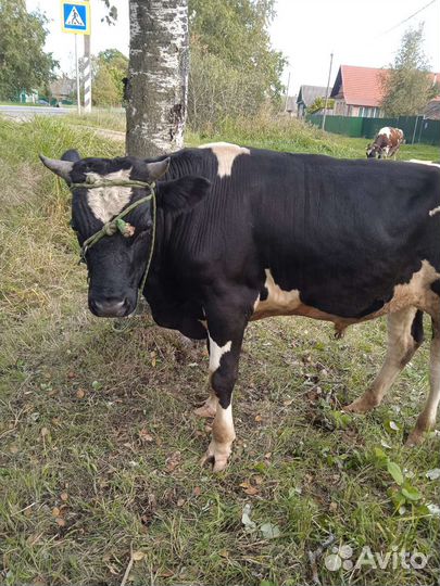 Бычок и нетели