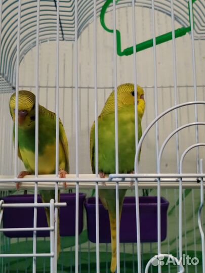 Птенцы волнистый попугай