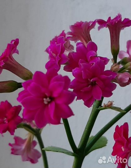 Каланхоэ цветущие отростки