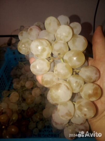 Чубуки(черенки) винограда