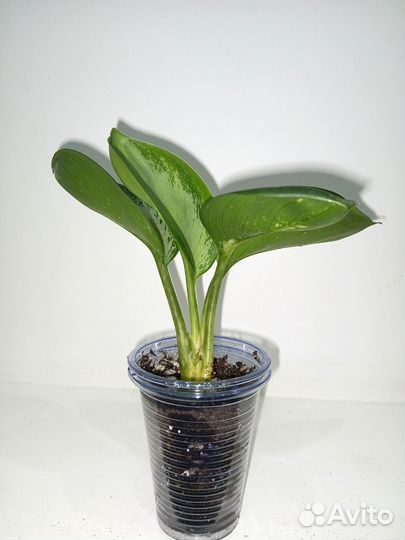 Аглаонема Thang Chang Puek