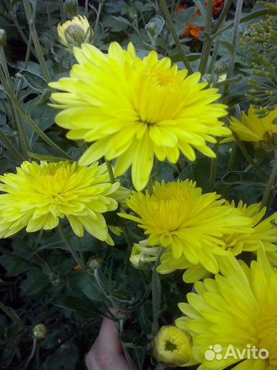 Хризантемы