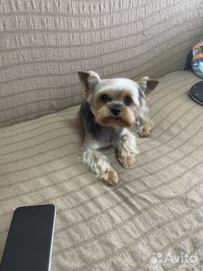 Стрижка кошек, стрижка собак, груминг только выезд