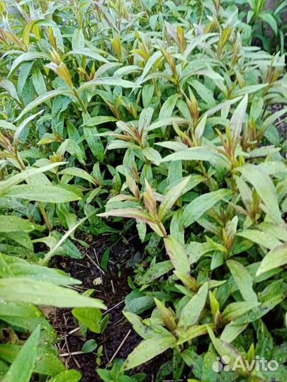 Флоксы и другие многолетние для сада