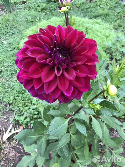 Георгины клубни