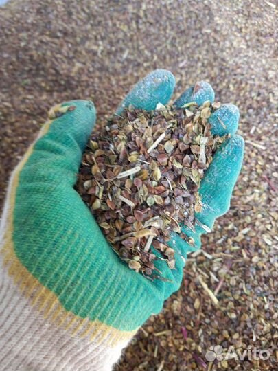 Гречка вторичка