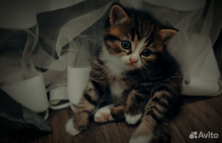Котята