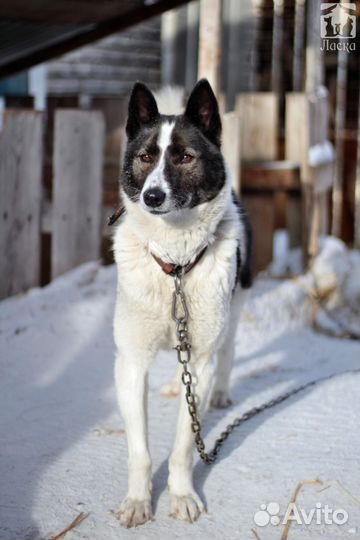 Кантри - собака для всей семьи