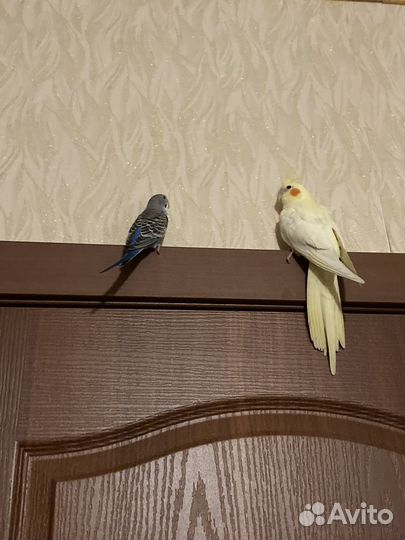 Больная корелла