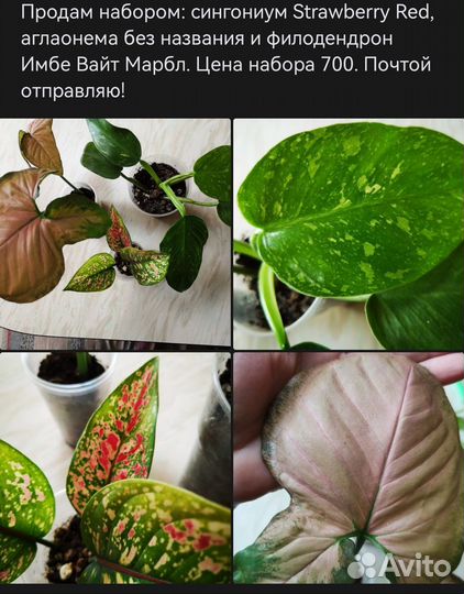 Комнатные цветы набором