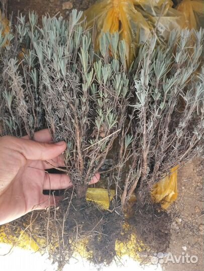 Крымская Лаванда