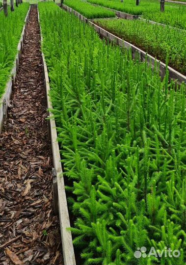 Саженцы ели обыкновенной