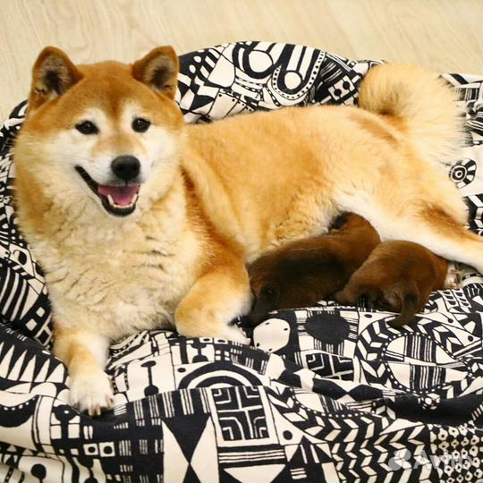 Предлагаем для бронирования щенков породы Сиба ину