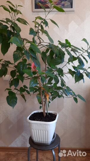 Розан с горшком