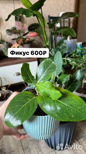 Комнатные растения цветы